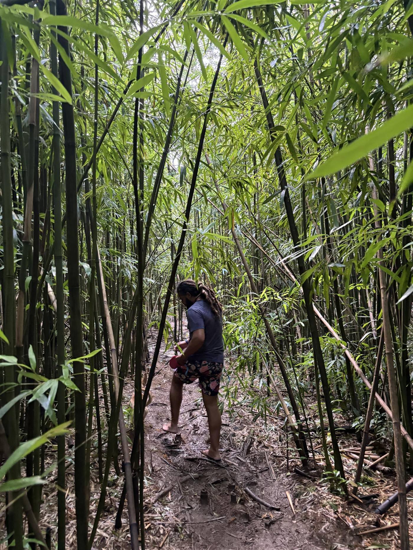 Walking through the bamboo forest.